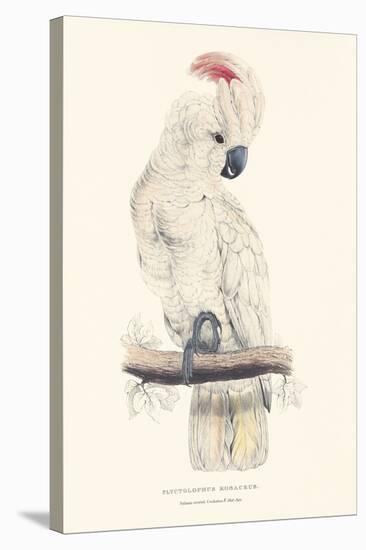 Salmon-Crested Cockatoo-Edward Lear-Stretched Canvas