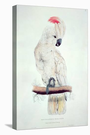 Salmon-Crested Cockatoo-Edward Lear-Premier Image Canvas