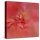 Salmon Hibiscus 2-Jai Johnson-Premier Image Canvas