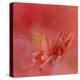 Salmon Hibiscus 3-Jai Johnson-Premier Image Canvas