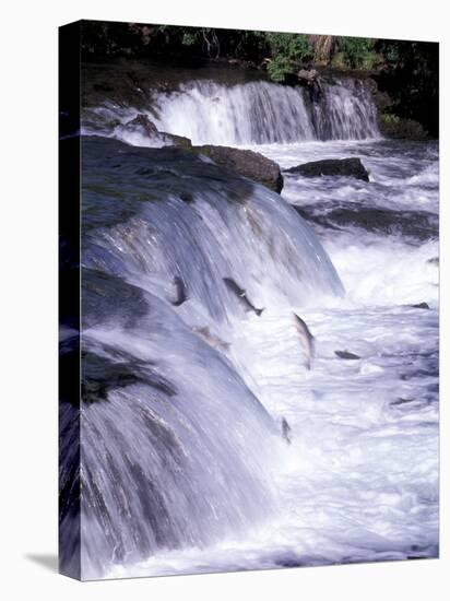 Salmon Leap Over Brooks Falls at Katmai National Park, Alaska, USA-Gavriel Jecan-Premier Image Canvas