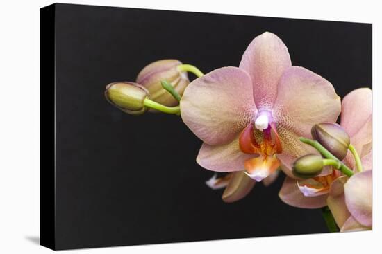 Salmon Orchid Blooms-Anna Miller-Premier Image Canvas