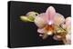 Salmon Orchid Blooms-Anna Miller-Premier Image Canvas