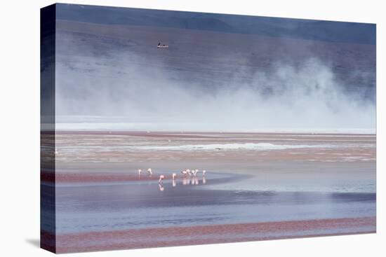 Salt Dust Shrouds James' Flamingos Foraging in Laguna Colorada-Alex Saberi-Premier Image Canvas