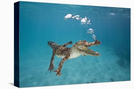 Saltwater Crocodile (Crocodylus Porosus), Queensland, Australia-Reinhard Dirscherl-Premier Image Canvas
