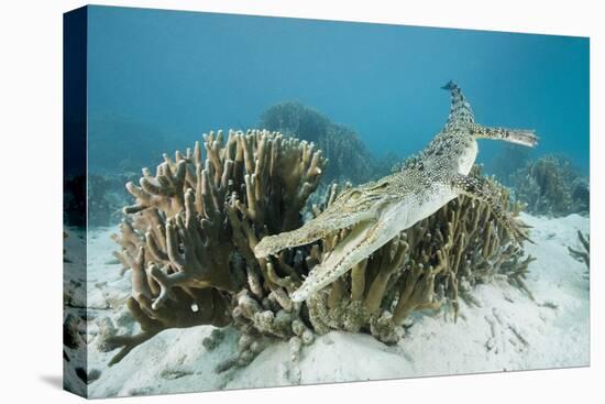 Saltwater Crocodile Swimming near a Coral Reef (Crocodylus Porosus), Micronesia, Palau-Reinhard Dirscherl-Premier Image Canvas