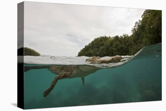 Saltwater Crocodile Swimming with its Head Just above the Surface (Crocodylus Porosus)-Reinhard Dirscherl-Premier Image Canvas