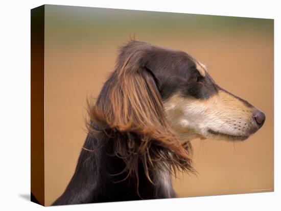 Saluki Profile-Adriano Bacchella-Premier Image Canvas