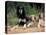 Saluki with Two Puppies-Adriano Bacchella-Premier Image Canvas