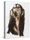 Saluki-Barbara Keith-Premier Image Canvas