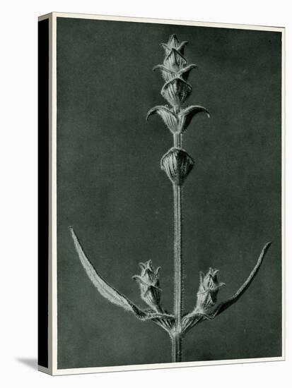 Salvia, 1929 (Photogravure)-Karl Blossfeldt-Premier Image Canvas