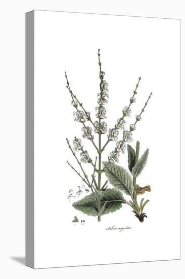 Salvia Argentea, Flora Graeca-Ferdinand Bauer-Premier Image Canvas