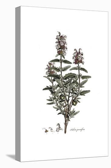 Salvia Pomifera, Flora Graeca-Ferdinand Bauer-Premier Image Canvas