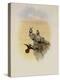 Salvin's Coquette, Lophornis Adorabilis-John Gould-Premier Image Canvas