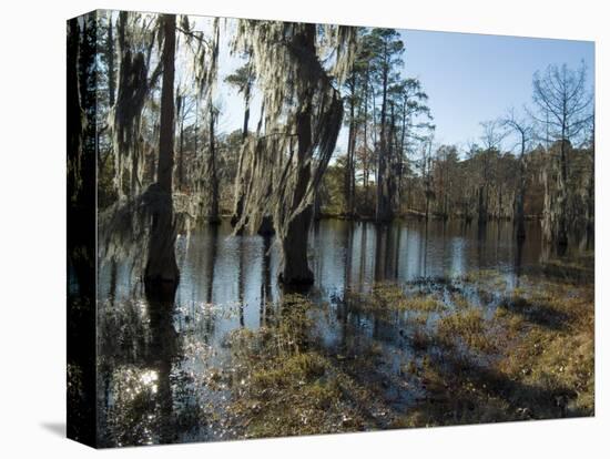 Sam Houston Jones State Park, Lake Charles, Louisiana, USA-Ethel Davies-Premier Image Canvas