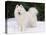 Samoyed Dog in Snow, USA-Lynn M. Stone-Premier Image Canvas