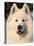 Samoyed Dog, USA-Lynn M. Stone-Premier Image Canvas