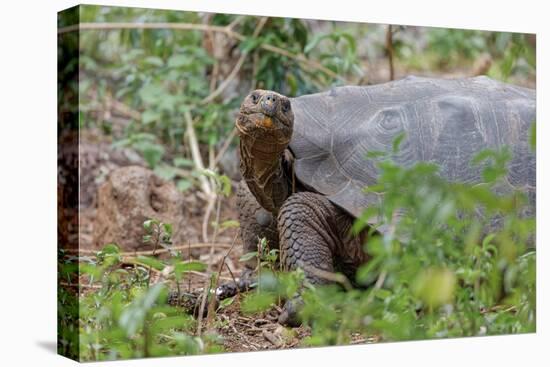 San Cristobal giant tortoise, San Cristobal Island, Galapagos Islands, Ecuador-Adam Jones-Premier Image Canvas