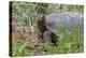 San Cristobal giant tortoise, San Cristobal Island, Galapagos Islands, Ecuador-Adam Jones-Premier Image Canvas