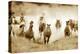 San Cristobol Horses-Lisa Dearing-Premier Image Canvas