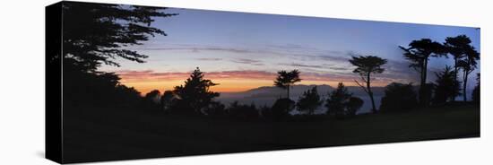 San Francisco Coastal Cypress at Dusk, California-Anna Miller-Premier Image Canvas