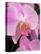 San Francisco Conservatory of Flowers. A pink orchid in the Phalaenopsis family-Julie Eggers-Premier Image Canvas