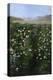 San Francisco Garden-Alberta Binford McCloskey-Premier Image Canvas