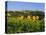 San Gimignano and Field of Sunflowers, Tuscany, Italy-Bruno Morandi-Premier Image Canvas