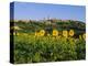 San Gimignano and Field of Sunflowers, Tuscany, Italy-Bruno Morandi-Premier Image Canvas