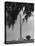 San Jacinto Memorial Top of Monument Framed by Tree Branches Encased in Spanish Moss-Alfred Eisenstaedt-Premier Image Canvas