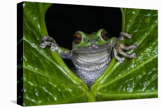 San Lucas Marsupial Frog, Andes, Ecuador-Pete Oxford-Premier Image Canvas