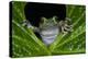 San Lucas Marsupial Frog, Andes, Ecuador-Pete Oxford-Premier Image Canvas