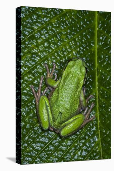 San Lucas Marsupial Frog, Andes, Ecuador-Pete Oxford-Premier Image Canvas