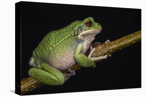 San Lucas Marsupial Frog, Ecuador-Pete Oxford-Premier Image Canvas