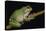 San Lucas Marsupial Frog, Ecuador-Pete Oxford-Premier Image Canvas