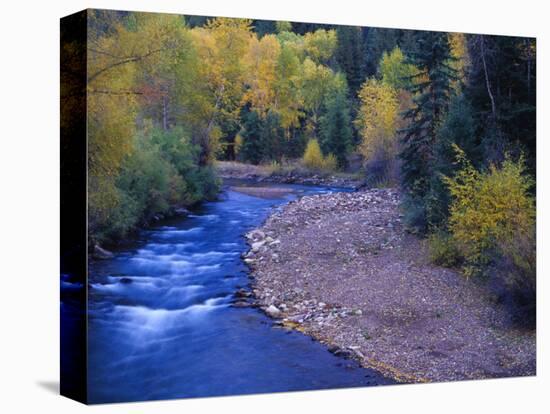 San Miguel River and Aspens in Autumn, Colorado, USA-Julie Eggers-Premier Image Canvas