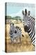 San Simeon, CA - Zebra Scene --Lantern Press-Stretched Canvas