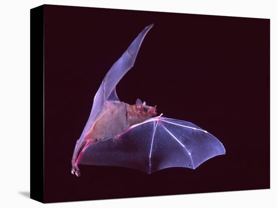 Sanborn's Long-nosed Bat, Arizona, USA-David Northcott-Premier Image Canvas