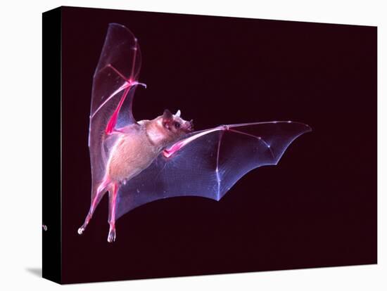 Sanborn's Long-nosed Bat, Arizona, USA-David Northcott-Premier Image Canvas