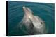 Sanctuary Bay, Grand Bahama. Bahamas. Unexso. Program Swim and close Encounter with the Dolphins, 2-null-Premier Image Canvas