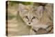 Sand Cat-null-Premier Image Canvas