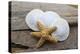 Sand dollar and starfish still-life-Savanah Plank-Premier Image Canvas