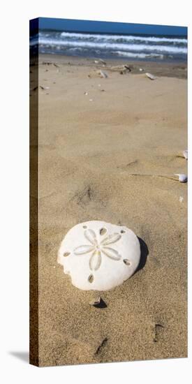 Sand Dollar Beach, Magdalena Island, Baja, Mexico. Single sand dollar on the beach.-Janet Muir-Premier Image Canvas