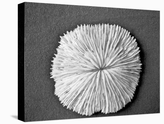 Sand Dollar I-Jairo Rodriguez-Premier Image Canvas