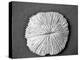 Sand Dollar I-Jairo Rodriguez-Premier Image Canvas