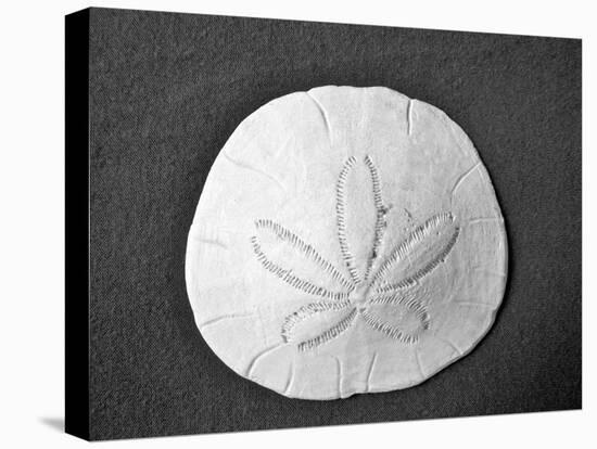 Sand Dollar II-Jairo Rodriguez-Premier Image Canvas