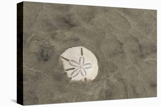 Sand Dollar, Little St Simons Island, Barrier Islands, Georgia-Pete Oxford-Premier Image Canvas