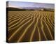 Sand dunes, Death Valley National Park, California-Tim Fitzharris-Stretched Canvas