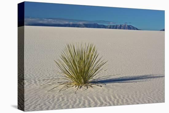 Sand Patterns, Yucca, White Sands Nm, Alamogordo, New Mexico-Michel Hersen-Premier Image Canvas