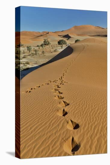 Sand ripple patterns in the desert of Sossusvlei, Namibia with tracks of an Oryx-Darrell Gulin-Premier Image Canvas